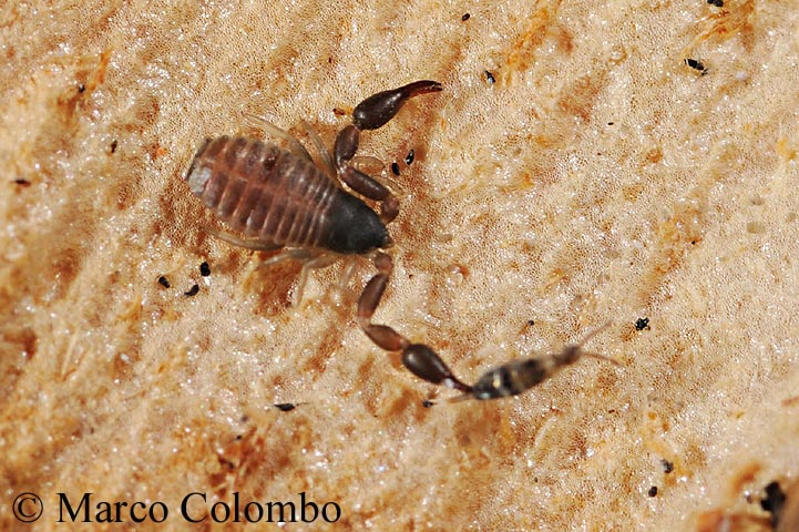 Pseudoscorpioni dovunque: Geogarypidae